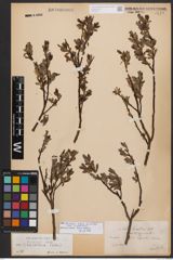 Salix bicolor subsp. basaltica (H. J. Coste) I. V. Belyaeva